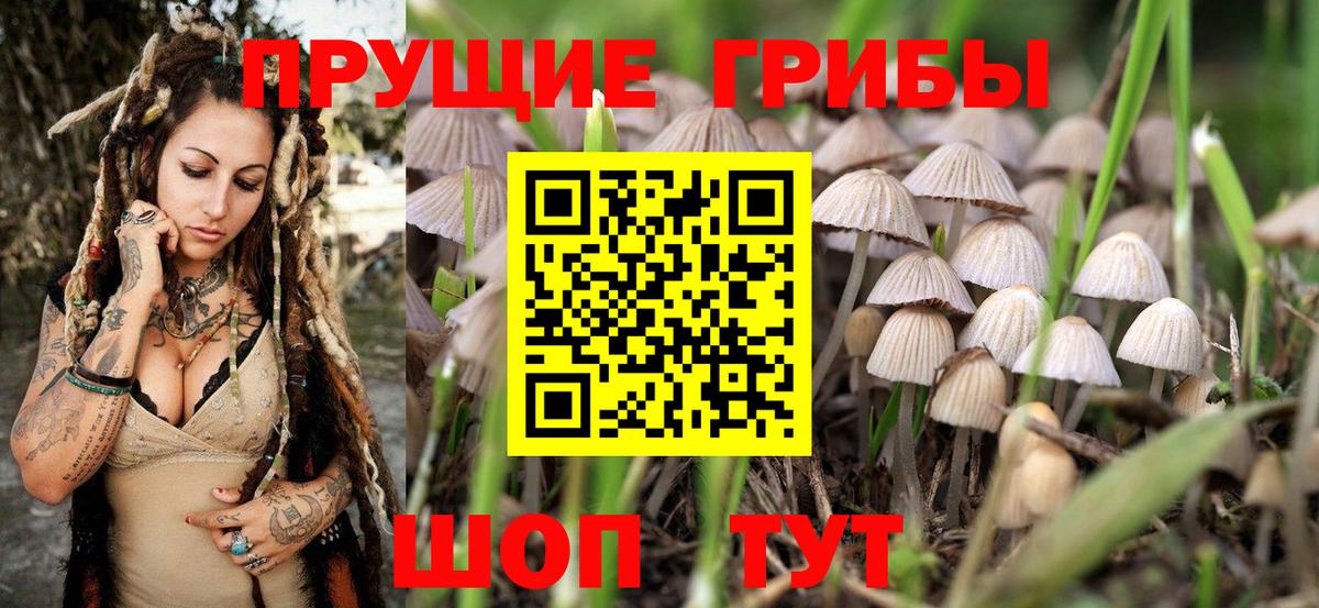 Галлюциногенные грибы Psilocybe  Вход с VPN  Унеча  Галлюциногенные грибы прущие грибы 